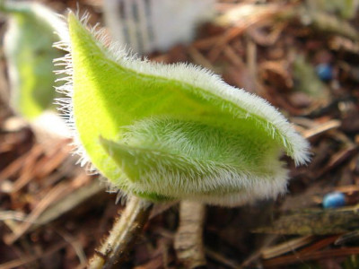 Asarum_pulchellum_2.JPG