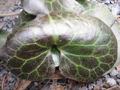 Asarum_europaeum_3.JPG
