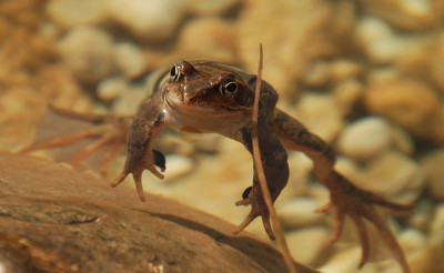 a_frosch_kat_04.jpg