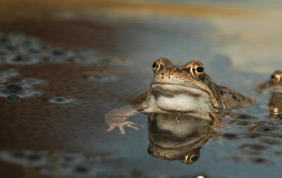 a_frosch_kat_05.jpg