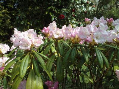 Kopie_von_08042009Rh.degronianum_ssp.degronianum.jpg