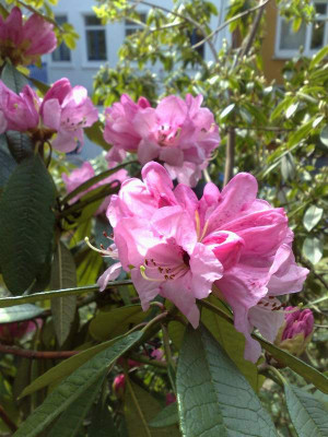 Kopie_von_08042009Rh.floribundumHM1497_02.jpg
