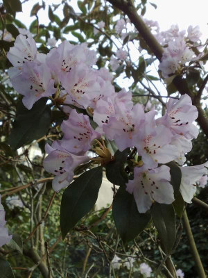 Kopie_von_08042009Rh.rubiginosum01.jpg