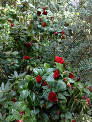 Kopie_von_08042009C.japonica_rusticana_Itsu_Kamatchi01.jpg