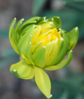 DSC_0024_Narzisse_welche.jpg
