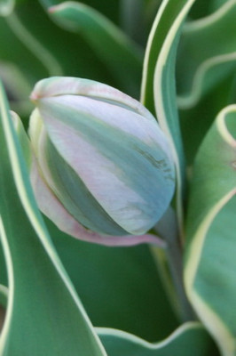 DSC_0025_Viridiflora_Tulpe.jpg