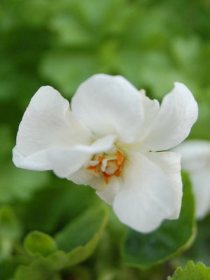 DSC_0029_Viola_suavis.jpg