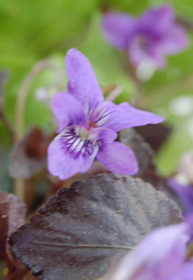 DSC_0031_Viola_labradorica.jpg