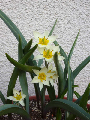 Tulipa_turkestanica_900x1000_80KB.jpg