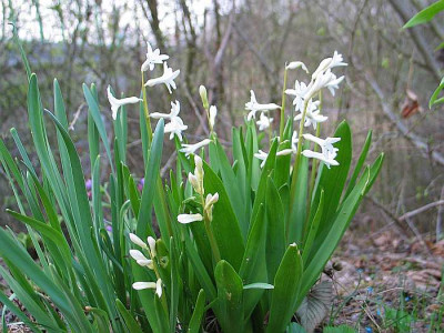 wesse-wildhyacinthe-axel.jpg