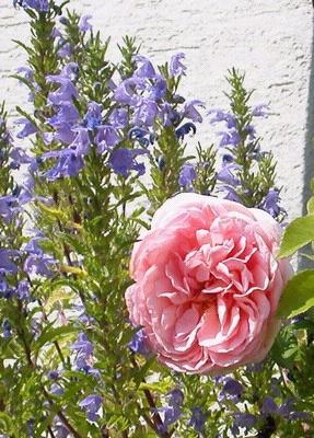 Abraham_Darby_mit_Dracocephalum_moldavica.jpg