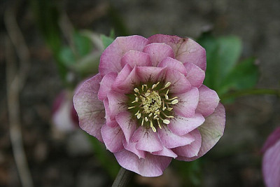 rosagef0001.jpg