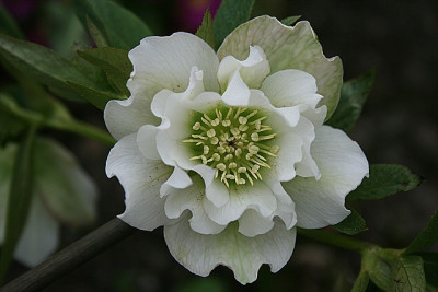 weissgef0001.jpg