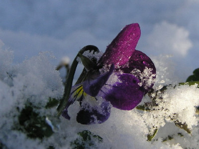 Viola-Jan-1.jpg
