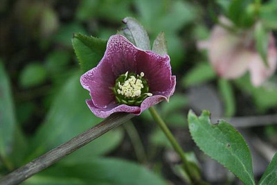 uFliversamte0002a.jpg