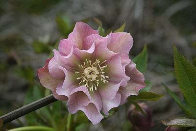 hellrosagef0001.jpg