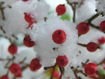 Nandina-Jan-1.jpg
