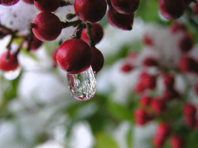 Nandina-Jan-2.jpg
