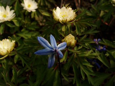 scilla_sib_anemone_pleugers_plena.jpg