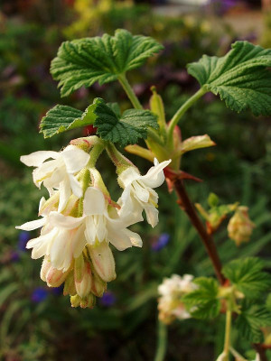 ribes_sanguineum_tydemanns_white.jpg