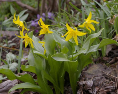K800_05.04.2009_017.JPG