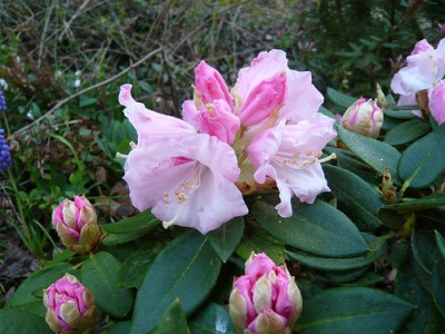 Rhododendron_pseudochrysanthum_fars_2009.jpg