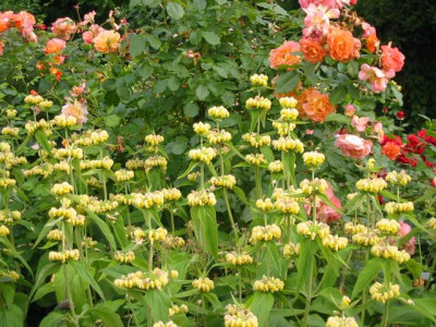 WesterlandPhlomis_web.jpg