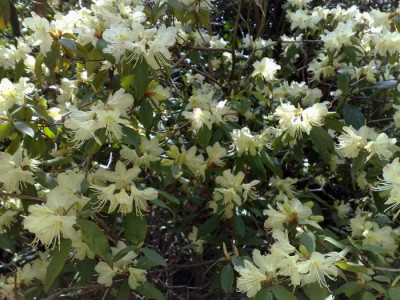 Kopie_von_09042009Rh.keiskei.jpg