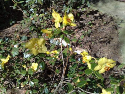 Kopie_von_09042009Rh.megeratum_Bodnant02.jpg
