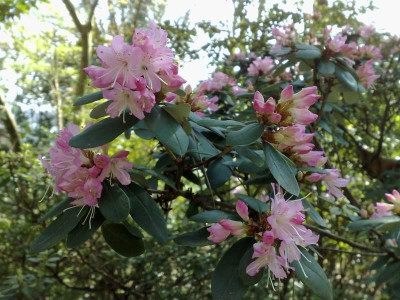 Kopie_von_09042009Rh.racemosum_Rock_Rose.jpg