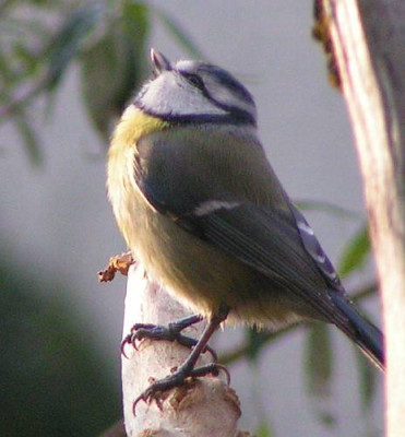 Parus_caeruleus_-_Blaumeise_18.jpg