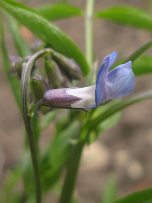 Lathyrus_vernus_blue.jpg