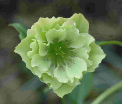 A7860a.JPG