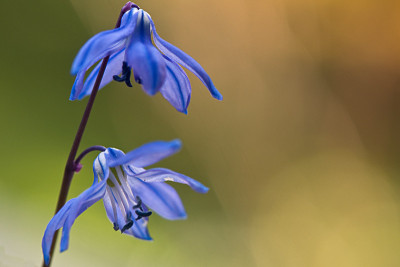 Scilla-Pollen-Apr0909.jpg