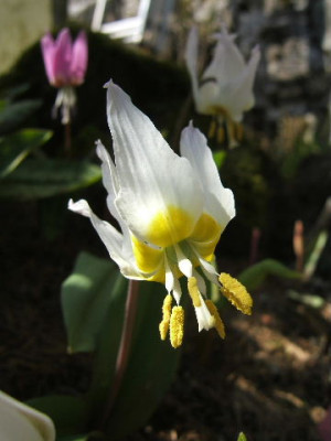 DSCF7032.JPG