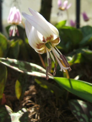 DSCF7033.JPG