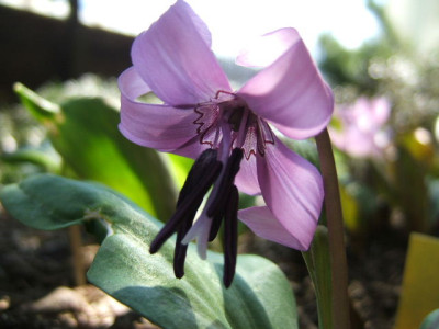 DSCF7036.JPG