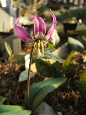 DSCF7084.JPG