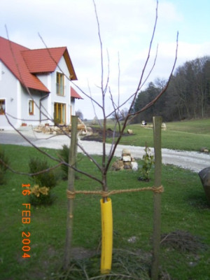 Nuss170204.jpg