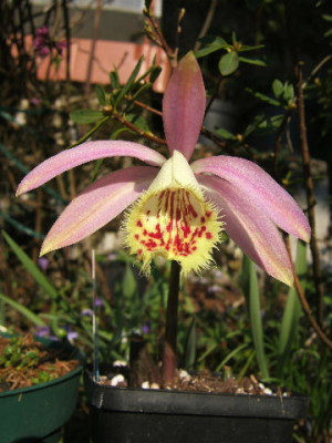DSCF7110.JPG