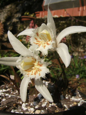 DSCF7111.JPG