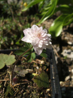 DSCF7013.JPG