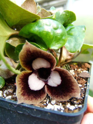 DSCF7281.JPG