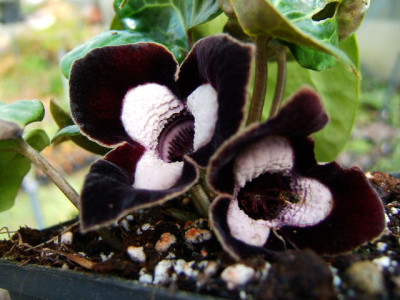 DSCF7282.JPG