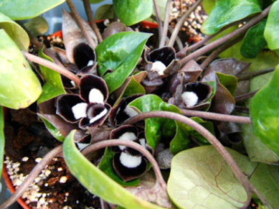 DSCF7277.JPG