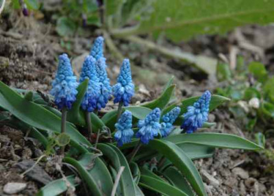 DSC_1827muscari.jpg