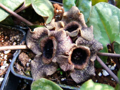 DSCF7285.JPG