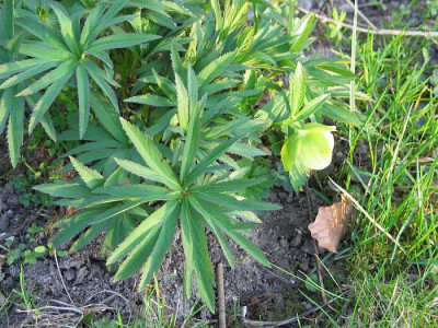 helleborus-abruzzikus-axel.jpg