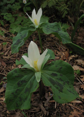 IMG_5431_trillium.jpg