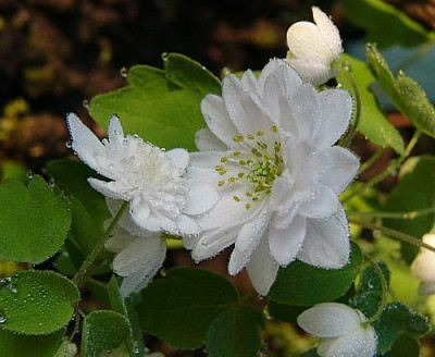 anemonellenhochzeit.jpg